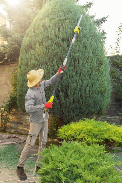 Leaf Removal